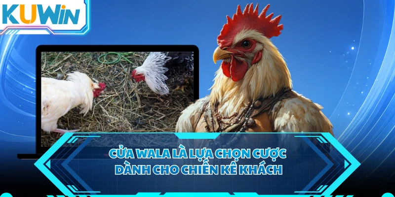 Cửa Wala là lựa chọn cược dành cho chiến kê khách