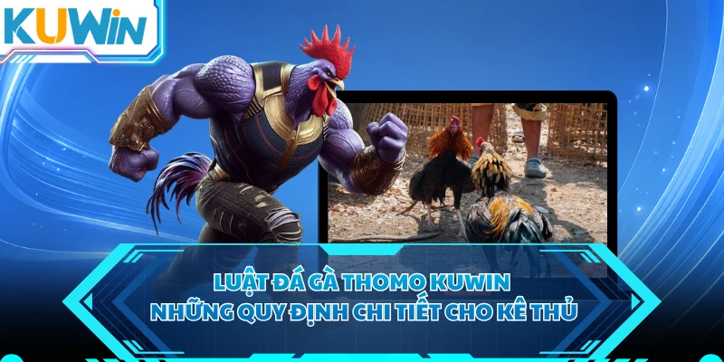 Luật Đá Gà Thomo KUWIN - Những Quy Định Chi Tiết Cho Kê Thủ